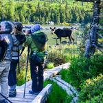 F1c- Photographers and Moose